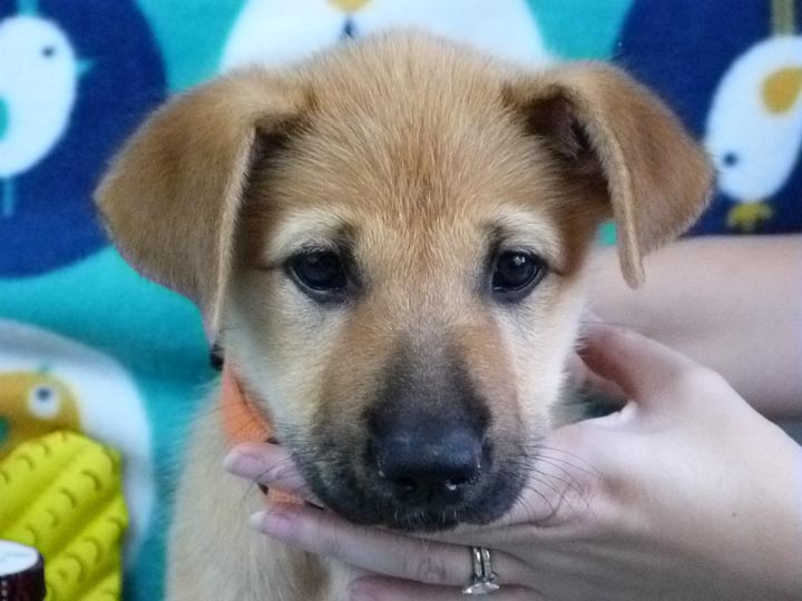 chinook puppy